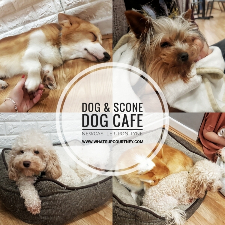 Dog & Scone Dog Cafe Newcastle