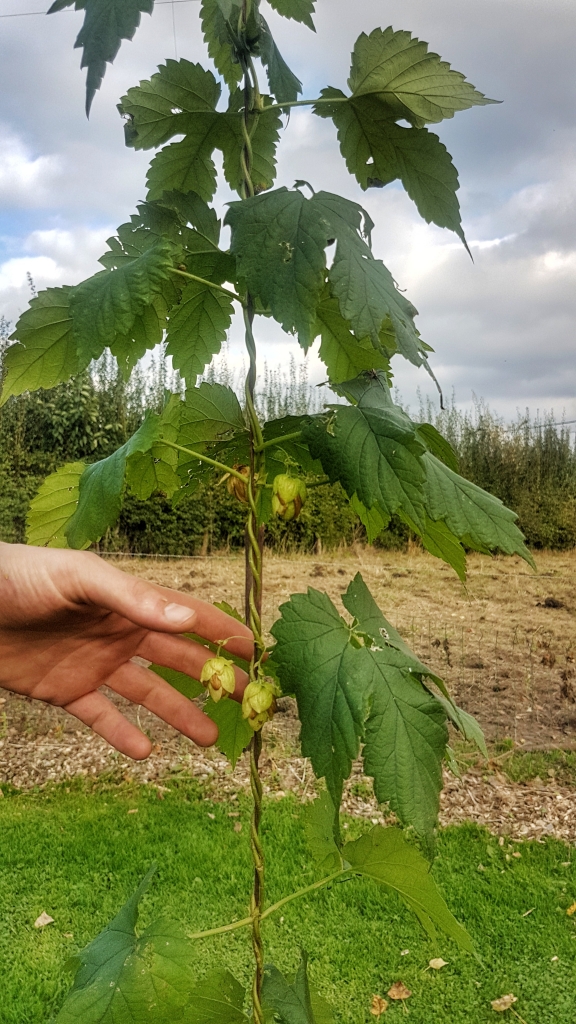 A real hop plant at a family brewery tour in Belgium