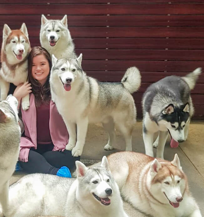 Photo with a group of huskies at the husky cafe Truelove at Neverland - read more at whatsupcourtney.com #huskies #husky #bangkok #thailand #travel #siberianhusky