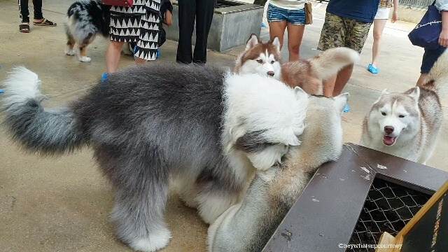 Huskies and sheepdog playing together at the husky cafe Truelove at Neverland - read more at whatsupcourtney.com #huskies #husky #bangkok #thailand #travel #siberianhusky