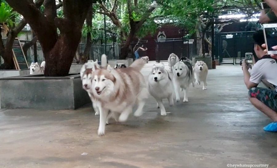 Huskies running as a group at the husky cafe Truelove at Neverland - read more at whatsupcourtney.com #huskies #husky #bangkok #thailand #travel #siberianhusky