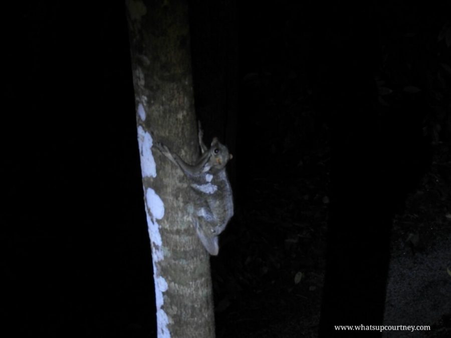 Flying fox sighting during the night wildlife walk provided by the Resort in Langkawi |heywhatsupcourtney
