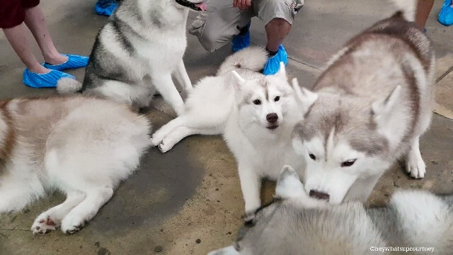 A group of huskies at trueloveatneverland husky cafe in Bangkok Thailand - a part of a list of fun places to visit in Bangkok | #travel #bangkok #thailand