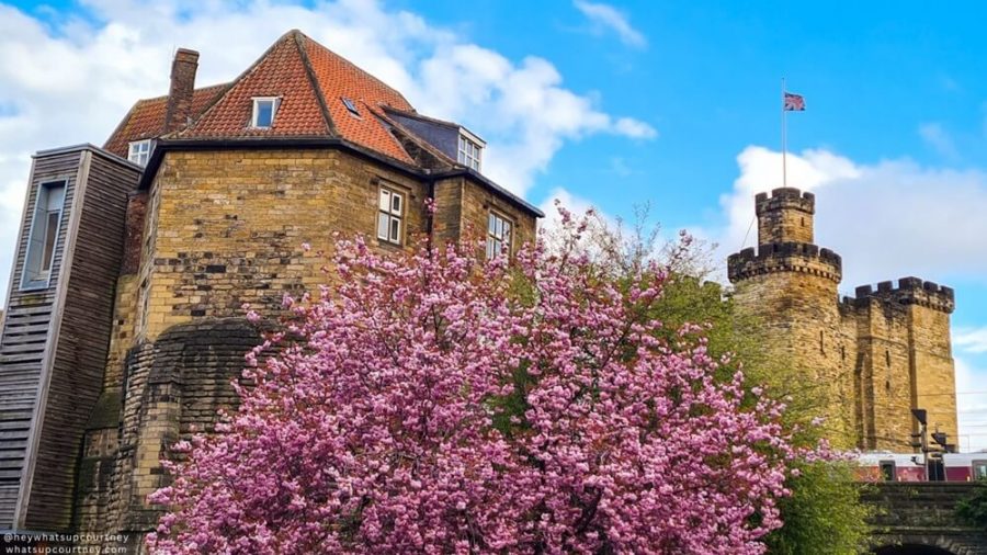 Castle keep and Sakura tree in Newcastle Upon tyne whatsupcourtney