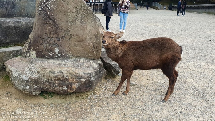 Deer at Nara Park Japan