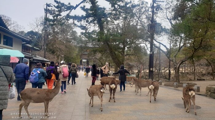 Nara park group of deers Japan and their fluffy white back