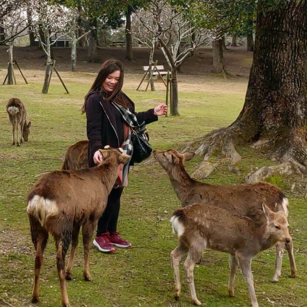 feeding deer biscuits to Sika Deers in Nara Park whatsupcourtney