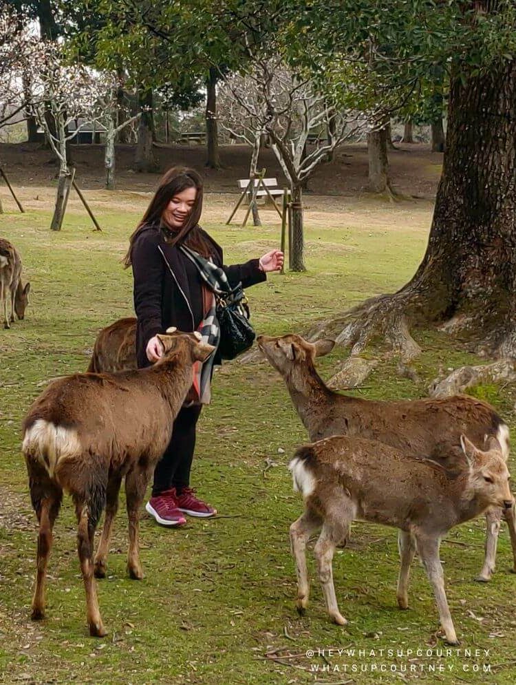 feeding deer biscuits to Sika Deers in Nara Park whatsupcourtney