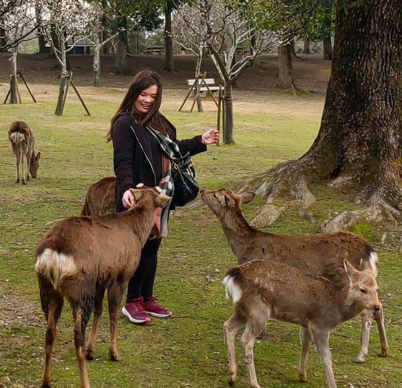 feeding deer biscuits to Sika Deers in Nara Park whatsupcourtney