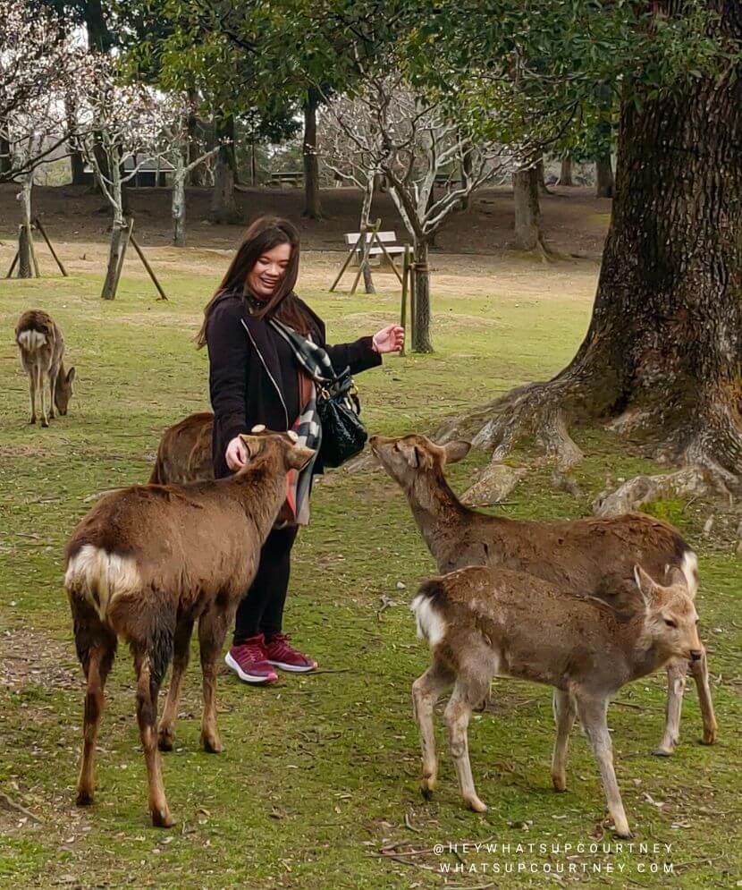 Nara Day Trip: Deer, Temples, Mochi (First timers 2026 Guide + Map)