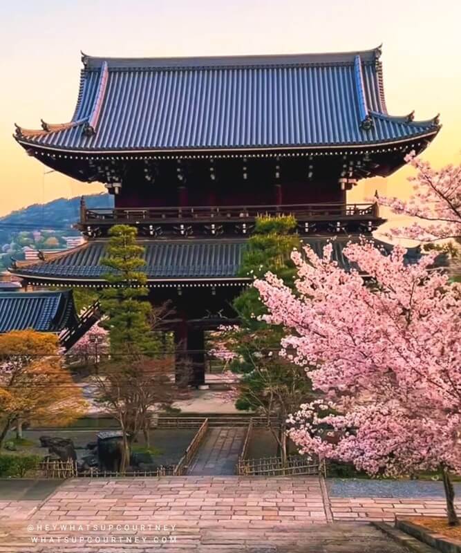 Cherry blossoms at a Japanese temple