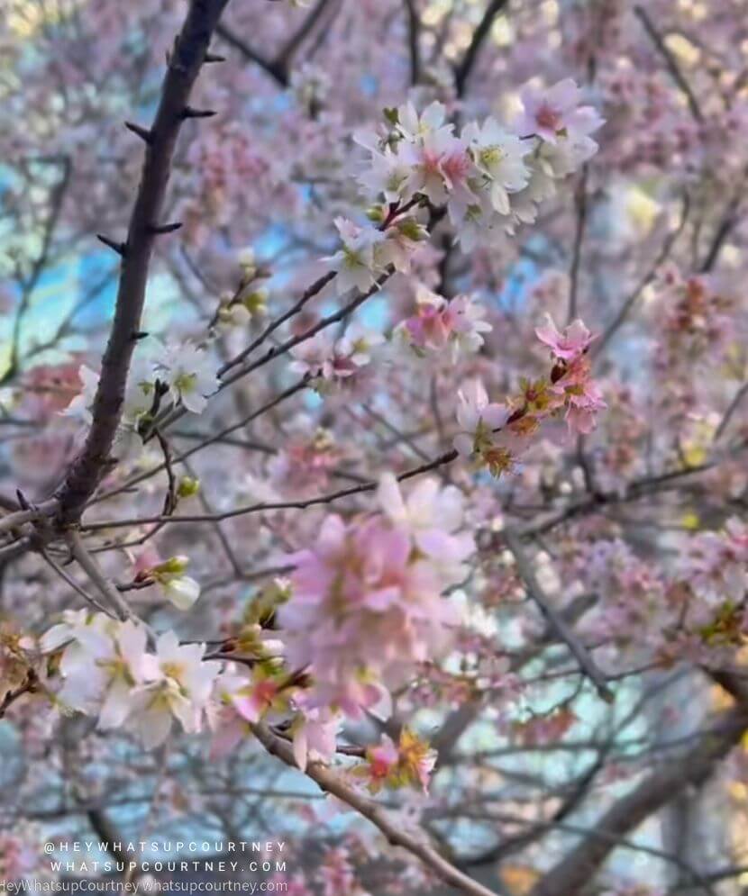 Sakura blossoms in Japan blooming