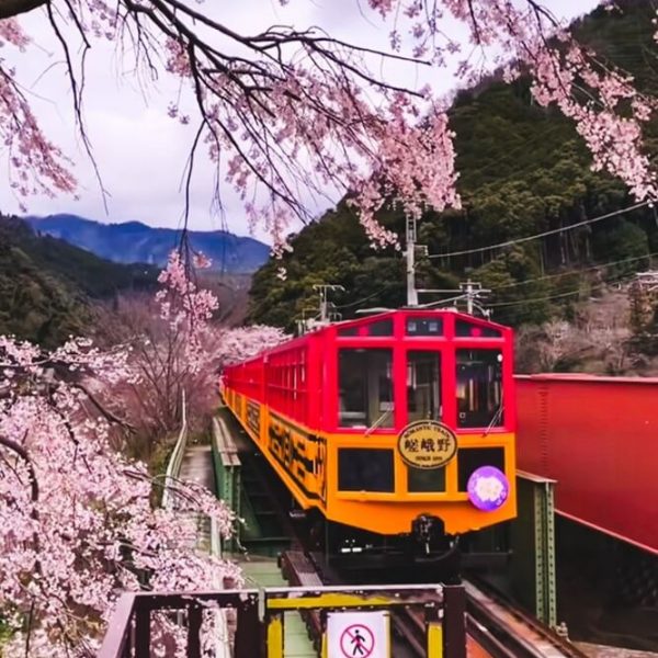 Cherry blossoms in Japan surrounding the romance train in Kyoto