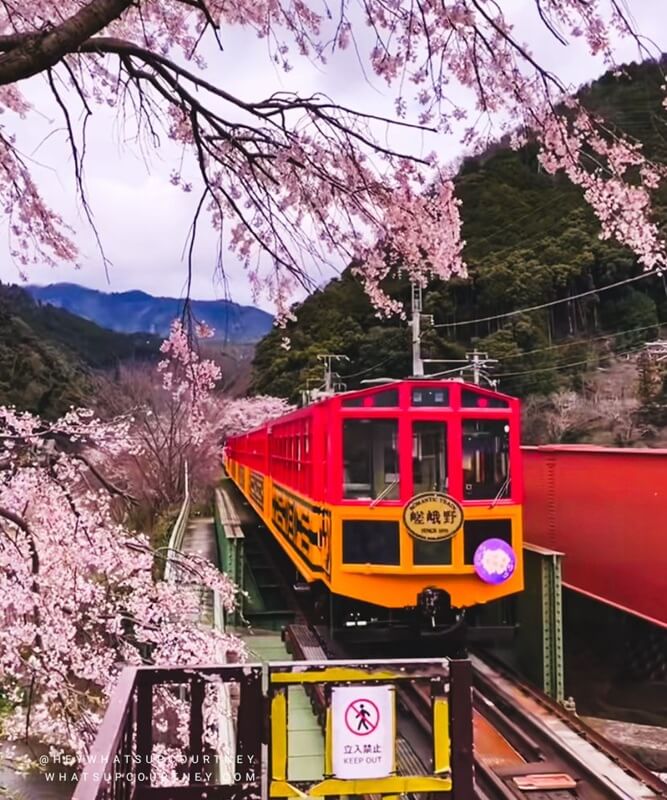 Cherry blossoms in Japan surrounding the romance train in Kyoto