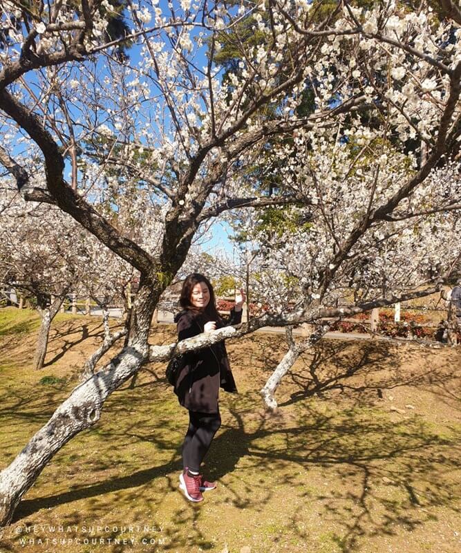 Blossom trees outside of the grounds of Odawara Castle in Japan