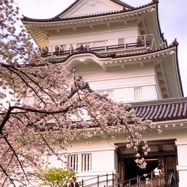 Cherry blossom bloom in Odawara Japan