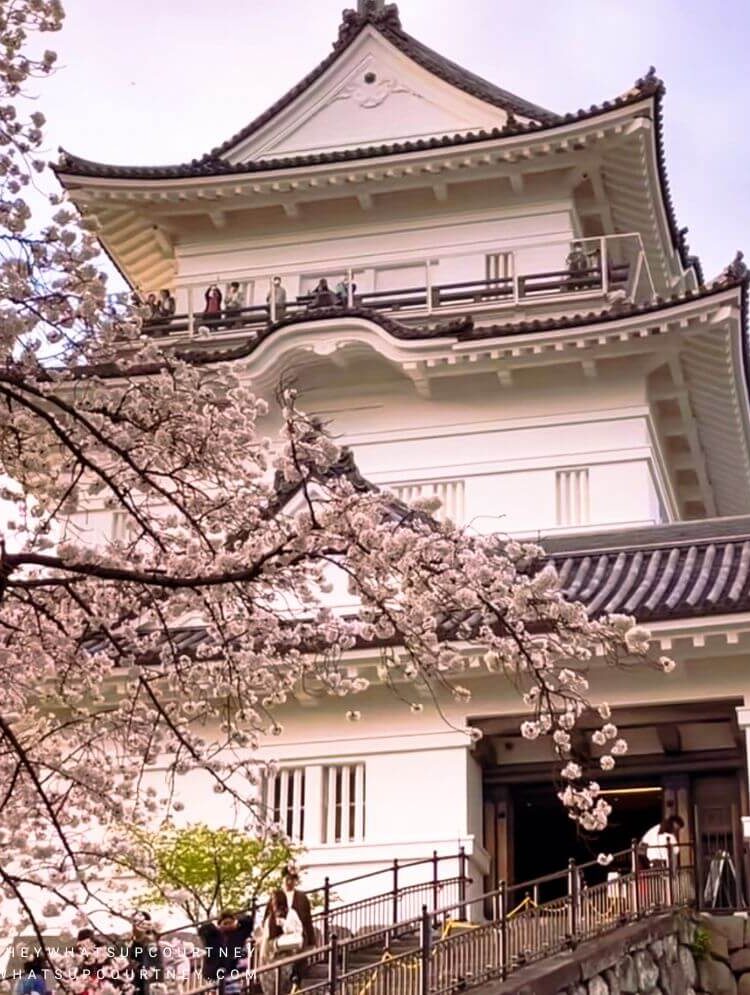 Cherry blossom bloom in Odawara Japan