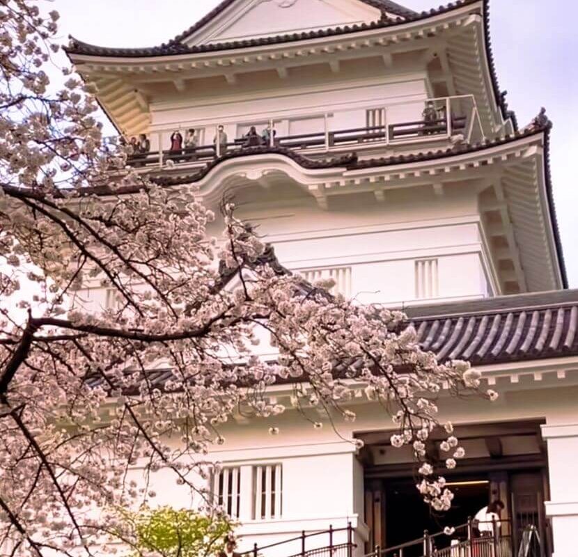 Cherry blossom bloom in Odawara Japan