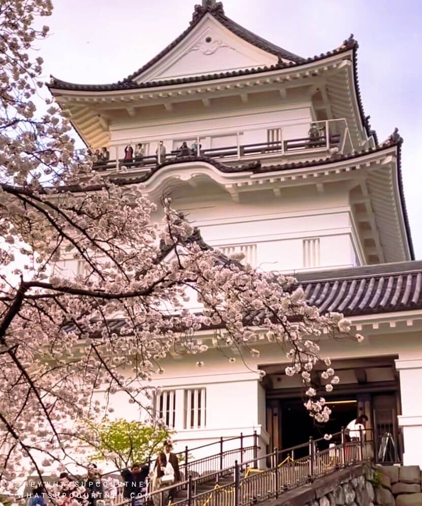 Cherry blossom bloom in Odawara Japan