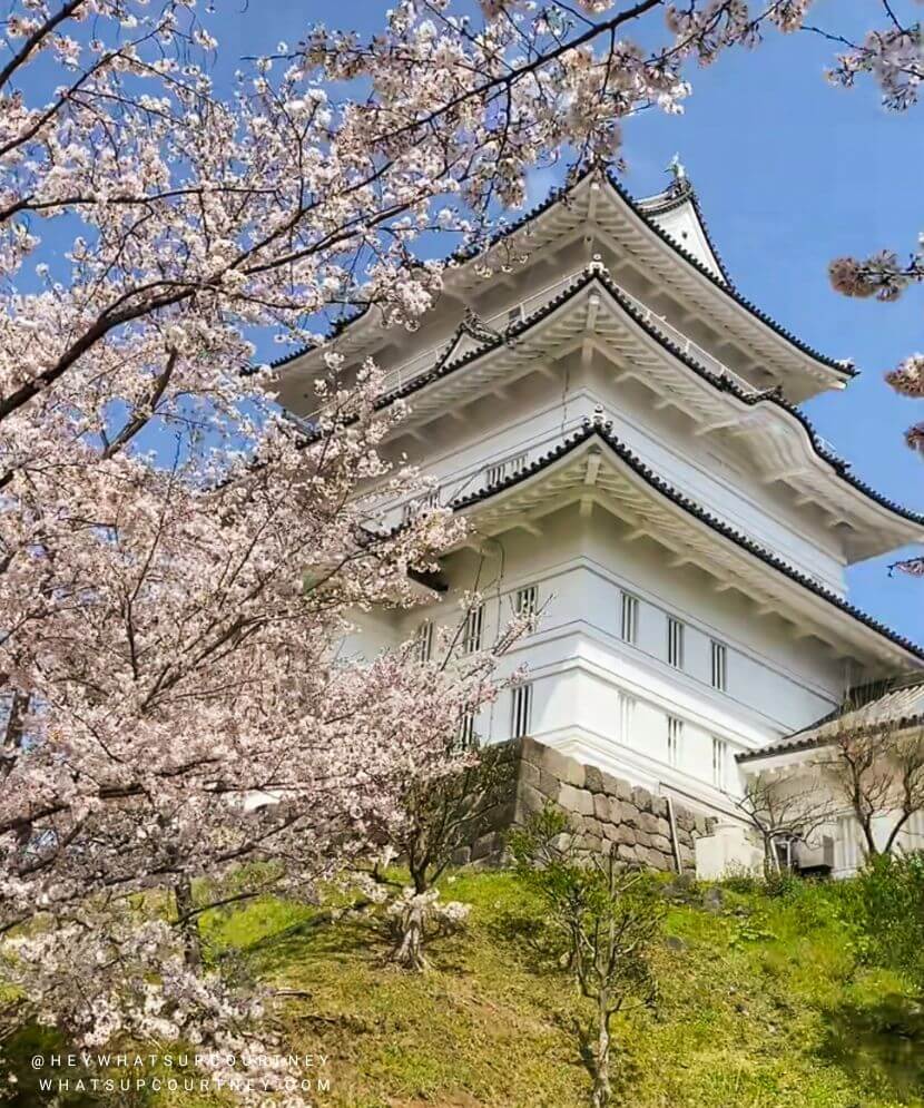 Odawara castle in Sakura blossoms