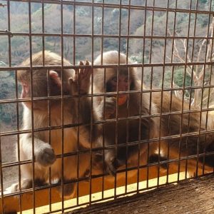 A trio of Japanese Macaques at the monkey park Iwatayama in kyoto