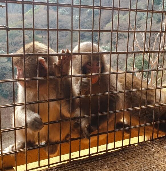 A trio of Japanese Macaques at the monkey park Iwatayama in kyoto