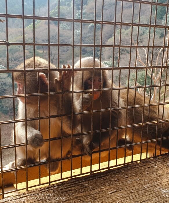 A trio of Japanese Macaques at the monkey park Iwatayama in kyoto