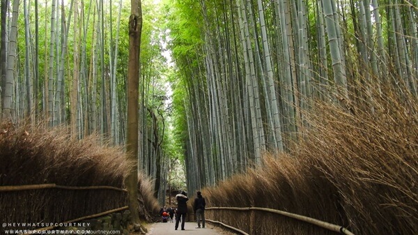 Bamboo forest in Kyoto early morning