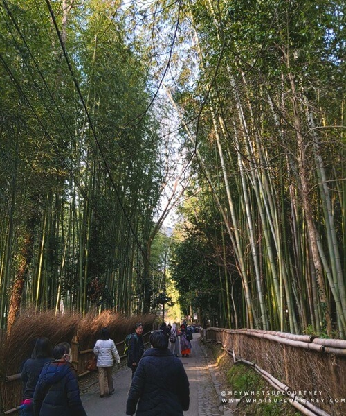 Crowds of people at the Arashiyama Bamboo Forest Kyoto