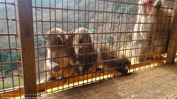 Japanese macaques monkey in arashiyama monkey park Iwatayama in kyoto