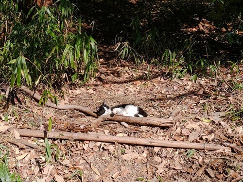 Forest cat lazying about at the Bamboo Forest in Kyoto