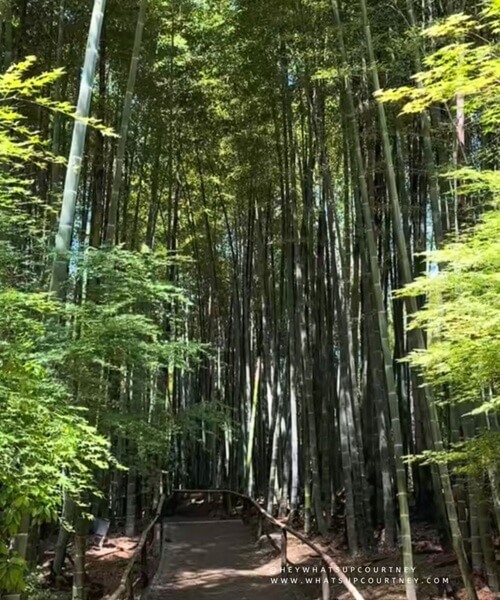 Kodai-ji temple bamboo forest