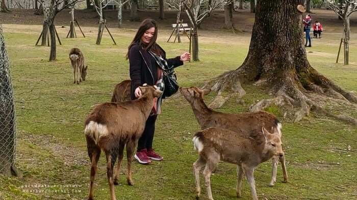 Feeding deers in Nara, a day trip from Kyoto