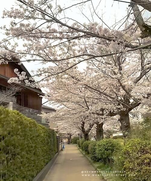 cherry-tree lined path called Ph and is named after a Kyoto University philosopher, Kitaro Nishida