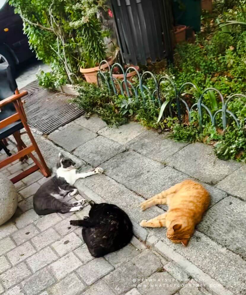 Stray cats in Rhodes Old town