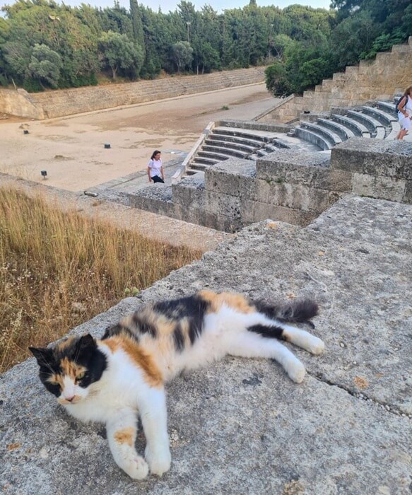 The acropolis of Rhodes stray cats