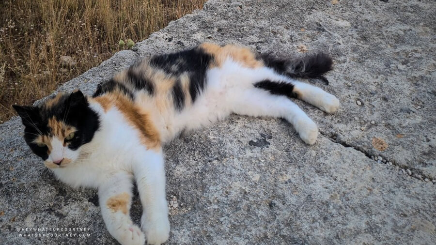 stray calico cat in acropolis of rhodes