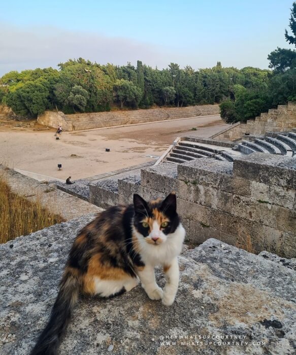 stray calico cat at the Acropolis of Rhodes