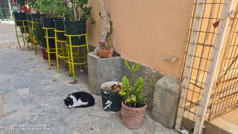 stray cat in rhodes old town greece