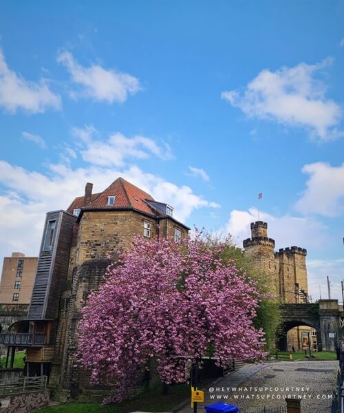 Castle Keep with blooming cherry blossom tree, part of your one day in Newcastle Upon Tyne