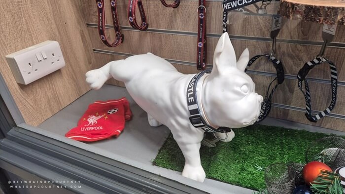 French bulldog statue at a pet shop window in grainger market newcastle upon tyne