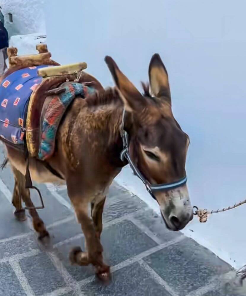 a donkey to hire in lindos village in rhodes greece